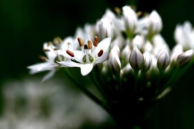 Close-up of white flowering plant