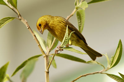 Close-up of bird perching on branch