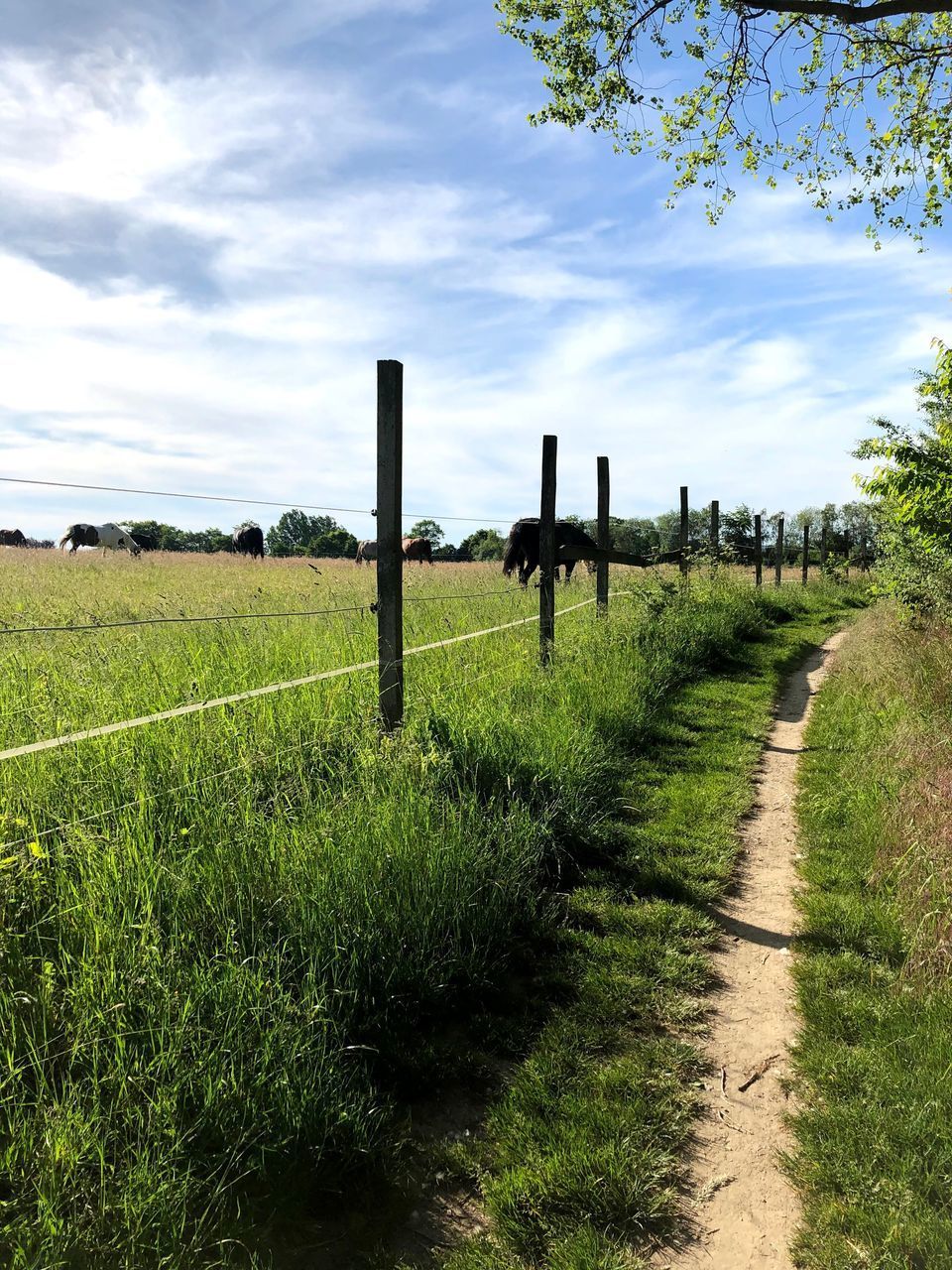 TRAIL ON FOOTPATH AMIDST FIELD