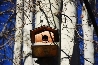 Close-up of abandoned on bare tree