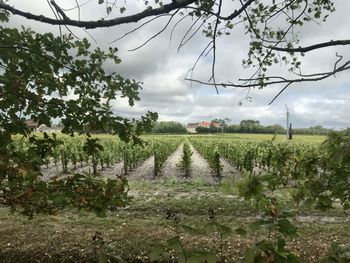 Scenic view of agricultural field against sky