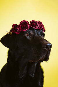 Black labrador dog wearing a crown of flowers over yellow background. spring or summer concept