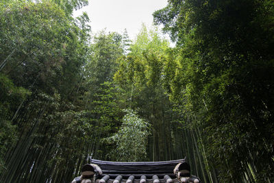 Trees in forest against sky