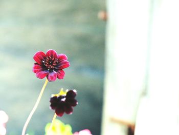 Close-up of pink flowers