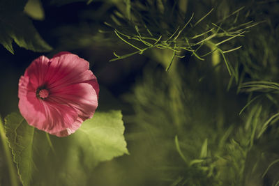 View of pink hollyhock