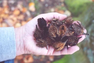 Cropped hand holding dried plant pods