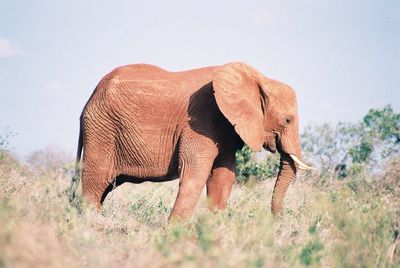 Side view of elephant on field during sunny day