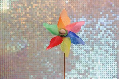 Close-up of multi colored pinwheel toy against wall