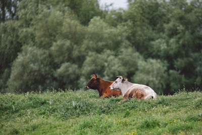 Cows in a field