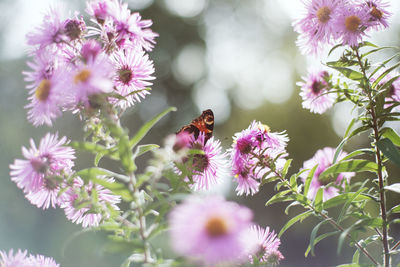 Close-up of insect on pink flowering plant