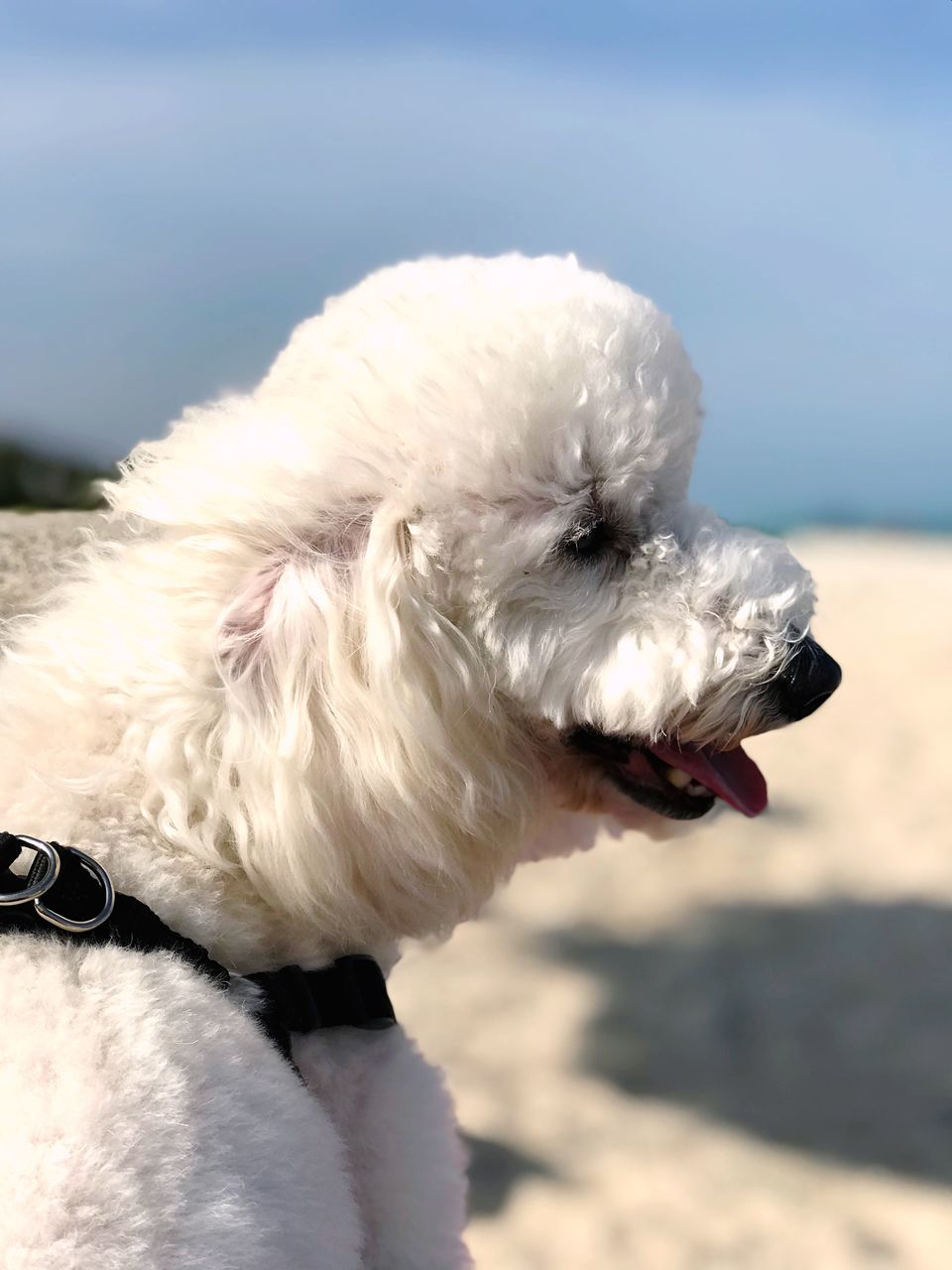 dog, canine, pets, domestic, domestic animals, one animal, animal themes, animal, mammal, vertebrate, focus on foreground, white color, close-up, day, no people, looking, looking away, collar, nature, outdoors, animal head, small, purebred dog, mouth open