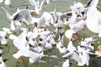 Birds flying over white background