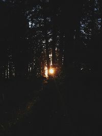 Low angle view of trees at night