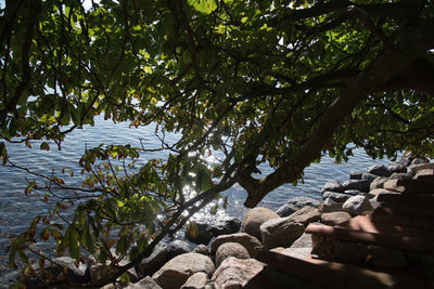 Trees by lake