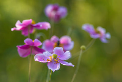 Close-up of pink flowering plant