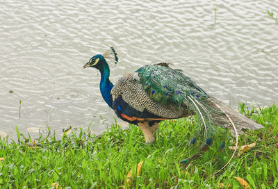 Close-up of peacock on field by lake