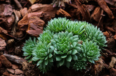 plant