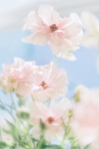 Close-up of pink cherry blossom