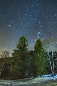 Trees against clear sky at night