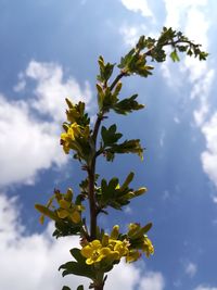 Low angle view of yellow flowering plant against sky