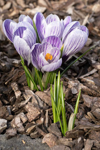 Crocus, close up image of the flowers of spring