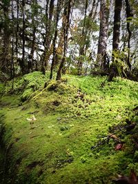 Trees growing in forest