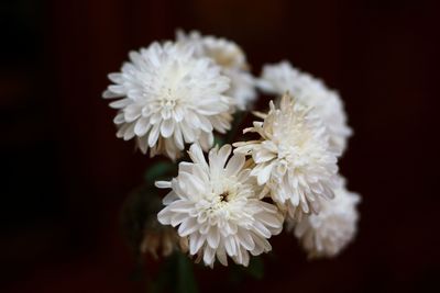 Close-up of white flower