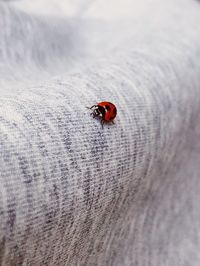 Close-up of ladybug on finger