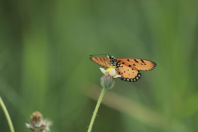 Close-up of butterfly pollinating on flower