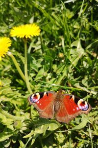 Close-up of butterfly pollinating on flower