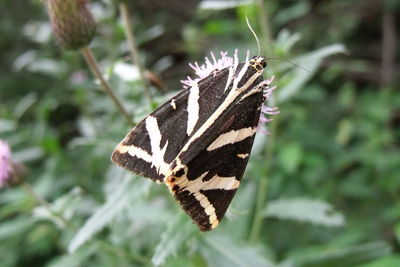 Close-up of butterfly on leaf