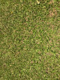 Full frame shot of grass on field