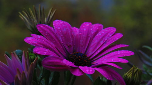 Close-up of raindrops on pink flower