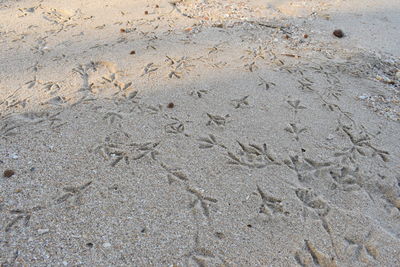 Close-up of lizard on sand