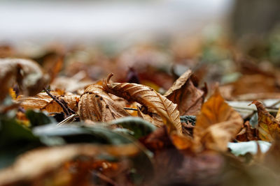 Close-up of dry leaves on field