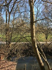 Bare trees by river in forest against sky