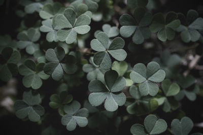 Close-up of green leaves