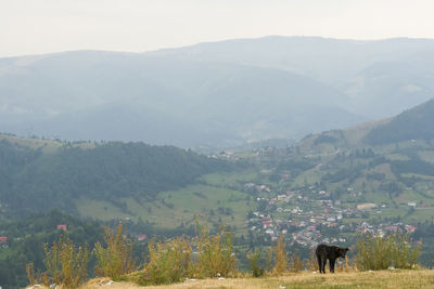 View of a horse on landscape