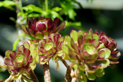 Close-up of pink flowering plant