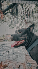 Close-up of a dog looking away