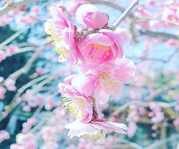 Close-up of pink cherry blossom tree