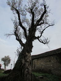 Low angle view of tree against sky