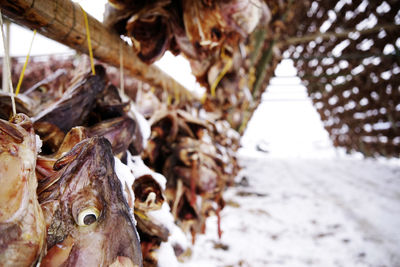 Close-up of dead fish