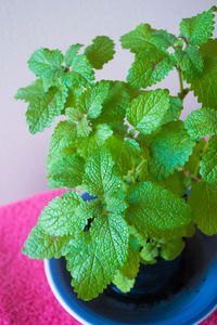 Close-up of green plant