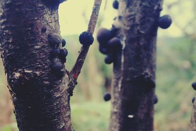 Close-up of rusty tree trunk