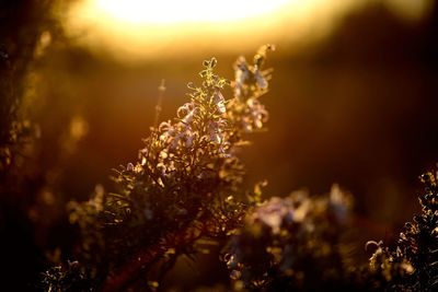 Close-up of flower tree on field