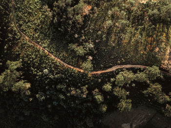 High angle view of a turtle in sea