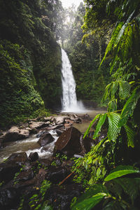 Scenic view of waterfall in forest