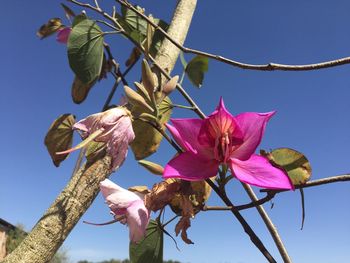 Low angle view of pink flowers against sky