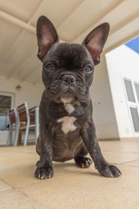 Portrait of dog at home